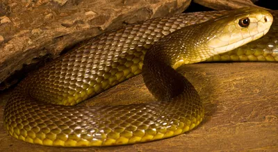 Тайпан змея синяя - 34 фото: смотреть онлайн