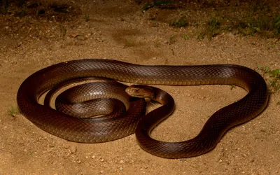 Картинка Тайпан - одна из самых ядовитых змей мира » Змеи » Животные »  Картинки 24 - скачать картинки бесплатно