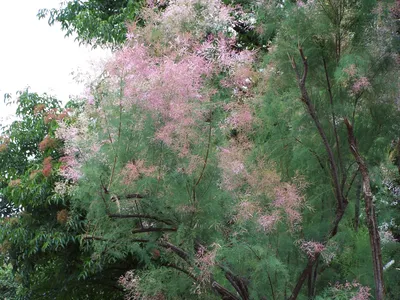 File:Tamarix ramosissima a2.jpg - Wikimedia Commons