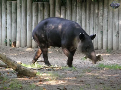 Тапир Бэрда - Тапировые | Некоммерческий учебно-познавательный  интернет-портал Зоогалактика