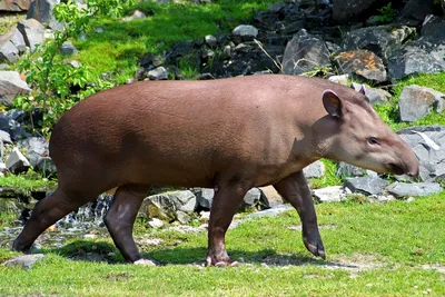 Равнинный тапир: интересные факты о животном