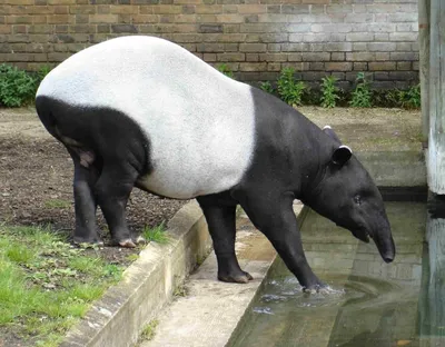 Чепрачный тапир: кто этот черно-белый зверь?