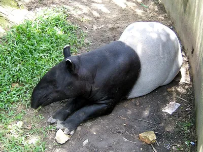 Малайзия на фото | Чепрачный тапир, малайский тапир (Tapirus indicus)