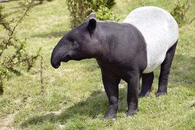 https://animals.pibig.info/10924-cheprachnyj-tapir.html