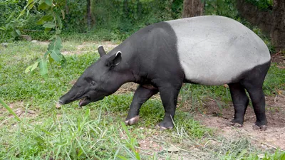 https://animals.pibig.info/10924-cheprachnyj-tapir.html