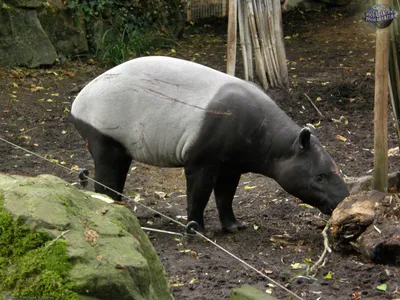 Чепрачный тапир - Тапировые | Некоммерческий учебно-познавательный  интернет-портал Зоогалактика