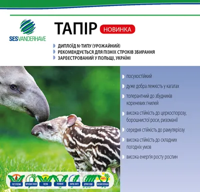 Купить Тапір насіння цукрового буряка / Тапир семена сахарной свеклы  SESVanderHave посилений, цена 4375 грн — Prom.ua (ID#1106292714)