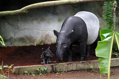 В зоопарке Германии родился вымирающий чепрачный тапир | НикВести — Новости  Николаева