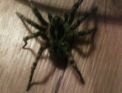 К жительнице Пензы в дом пробрался огромный тарантул — В сети — Пенза СМИ