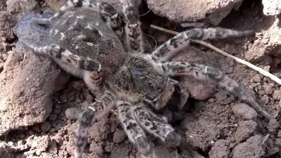Большой ядовитый паук-Южнорусский тарантул - YouTube