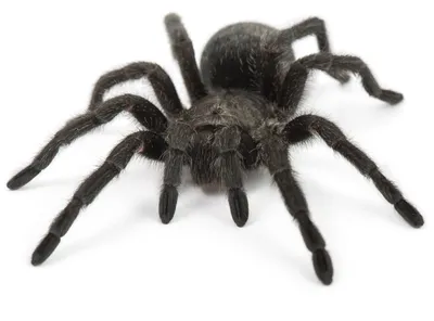Черный тарантул - 65 фото