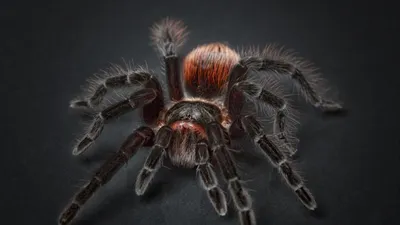 Скачать 1920x1080 тарантул, арахнофобия, паук, паук-птицеед обои, картинки  full hd, hdtv, fhd, 1080p