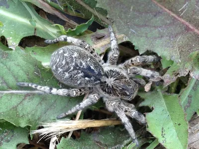 Паучище: южнорусский тарантул в огороде на Кубани