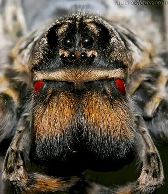 Макросъемка насекомых. Русский тарантул из Молдовы (Lycosa singoriensis) |  Блог московского \