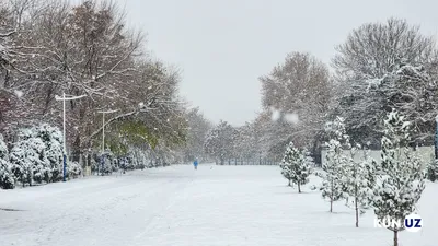 Ташкент в снежном одеянии — фото