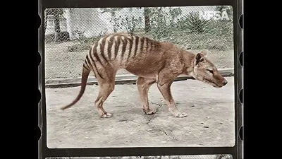 Long-Lost Remains of the Last Tasmanian Tiger Have Been Found in an  Australian Museum's Cupboard