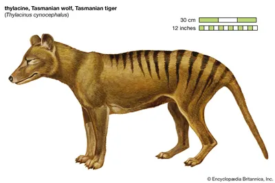 Is The Tasmanian Tiger Still Alive? Some Researchers Think So | Lethbridge  News Now