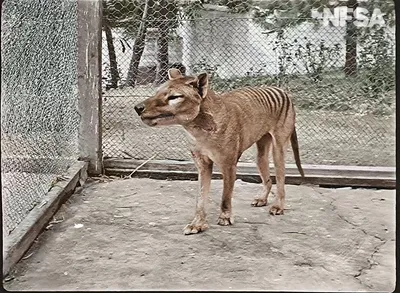 Secrets from beyond extinction: the Tasmanian tiger - Museums Victoria