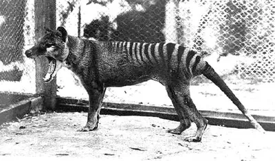 Tasmanian tiger: The plan to bring 'a dingo with a pouch' back from  extinction : NPR