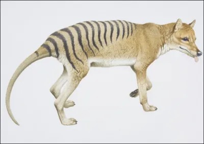 Tasmanian tiger could be saved from extinction | SYFY WIRE