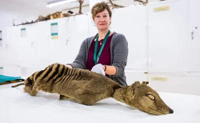 The lost remains of the last known Tasmanian tiger have been found : NPR