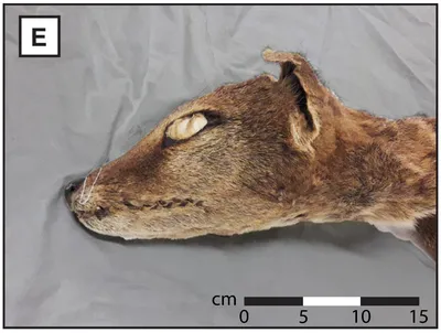 In a first, RNA recovered from extinct Tasmanian tiger | Katherine Times |  Katherine, NT