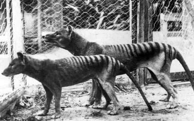 We now have the army we need' to bring the Tasmanian tiger back to life,  says Melbourne scientist - Australian Geographic