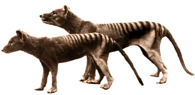 Thylacine: The History, Ecology and Loss of the Tasmanian Tiger: Holmes,  Branden, Linnard, Gareth: 9781486315536: Amazon.com: Books