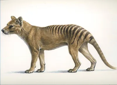 Tasmanian Tigers Are Extinct, So Why Are Locals Reporting Sightings?