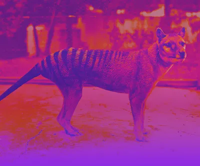 Missing Remains of Last Tasmanian Tiger Finally Found, Hidden in Plain  Sight - CNET