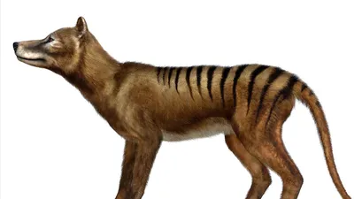 In A First, Scientists Recover Ribonucleic Acid From Extinct Animal Tasmanian  Tiger