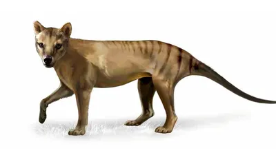 Are Scientists Bringing Extinct Tasmanian Tiger Back From Dead?