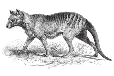 File:Colored-Crop-Tasmanian tiger.jpg - Simple English Wikipedia, the free  encyclopedia