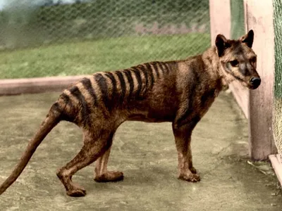 Tasmanian tiger RNA is first to be recovered from an extinct species | CNN