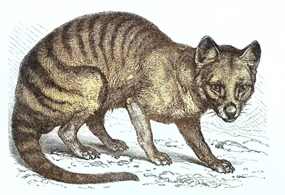 Tasmanian tiger: Scientists hope to revive marsupial from extinction