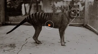 Thylacine or Tasmanian tiger -The adventure of a study