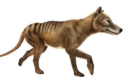 Scans reveal brain secrets of the long lost Tasmanian tiger | UNSW Newsroom