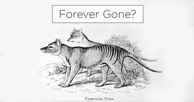 Thylacine (Tasmanian Tiger) by Astralfell on DeviantArt