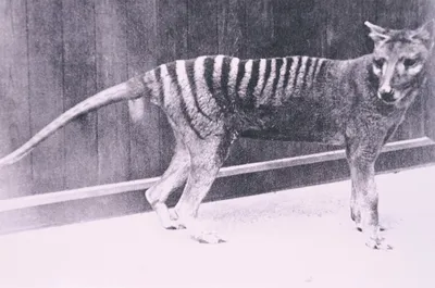 Tasmanian Tiger: Last known footage of a Thylacine | National Film and  Sound Archive of Australia