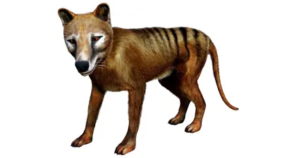 Thylacine | Tasmanian Wolf |Tasmanian Tiger