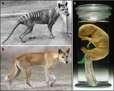 Scientists Are Working to De-Extinct the Tasmanian Tiger | Inside Edition