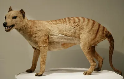 10 Facts About the Tasmanian Tiger