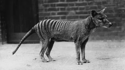 Has the Tasmanian tiger actually disappeared or is its rebirth imminent?