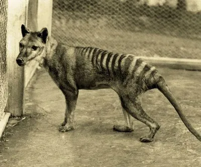 Lack Of Genetic Diversity May Have Doomed Tasmanian Tiger, Scientists Say :  The Two-Way : NPR