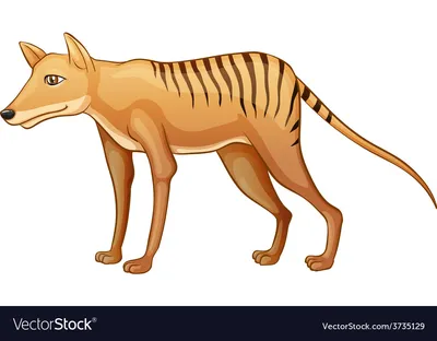 What Factors Are Blamed For The Extinction Of The Tasmanian Tiger? -  WorldAtlas