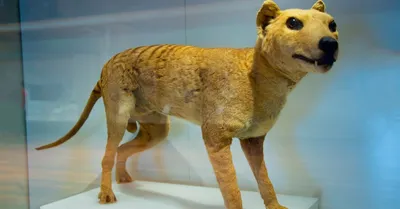 Island Conservation Potential Tasmanian Tiger Sightings Raise Eyebrows -  Island Conservation