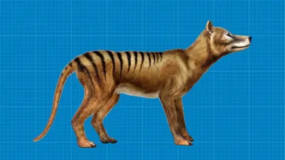 Thylacine - The Australian Museum