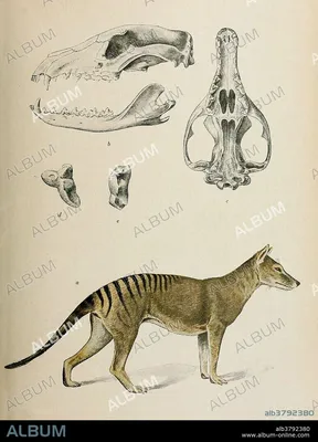 Startup Colossal Biosciences Has Dubious Plan to Resurrect Extinct Tasmanian  Tiger