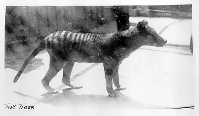 Colossal to De-Extinct the Thylacine, also known as the Tasmanian Tiger, an  Iconic Australian Marsupial That Has Been Extinct Since 1936 | Business Wire