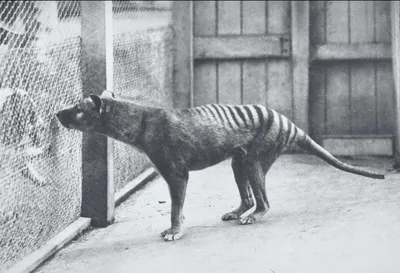 People are claiming to have seen the Tasmanian tiger — 80 years after it  was believed extinct - Deseret News